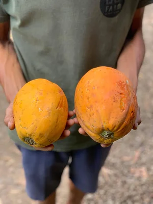 The Kul Kul Farm