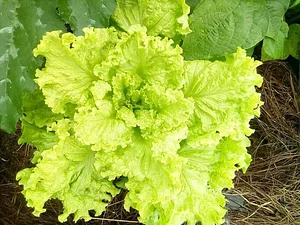 La Ferme Permacole