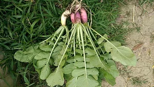 Granja Kokopelli