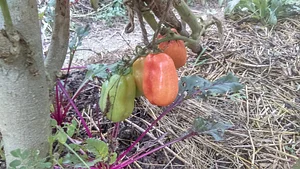 Granja Kokopelli