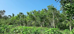 Granja Kokopelli