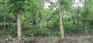 Granja Kokopelli
