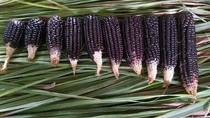 Granja Kokopelli