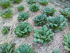Granja Kokopelli