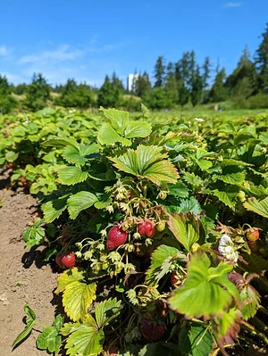 UBC Farm