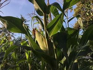 The Kul Kul Farm