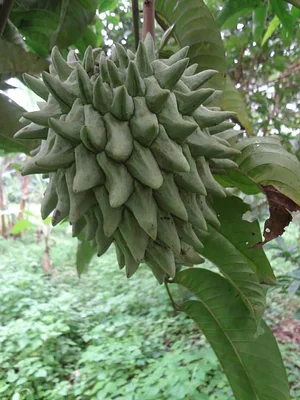 El Retiro Finca Agroecológica