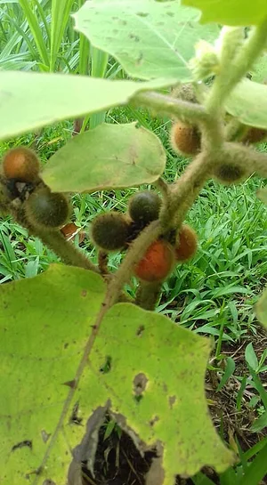 Finca Agroecologica Vivencias Campesinas​
