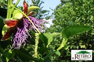 El Retiro Finca Agroecológica