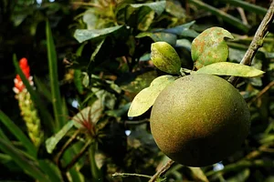 El Retiro Finca Agroecológica