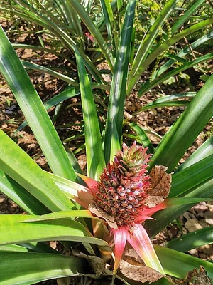 Finca Agroecologica Vivencias Campesinas​