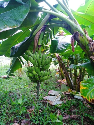 Finca Agroecologica Vivencias Campesinas​