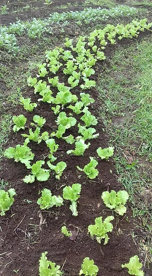 Finca Agroecologica Vivencias Campesinas​
