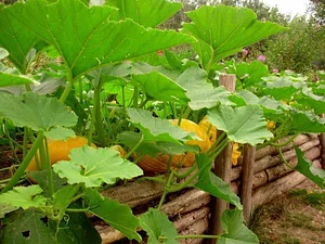La Ferme de Sourrou