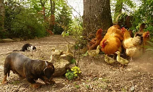 La Ferme de Sourrou