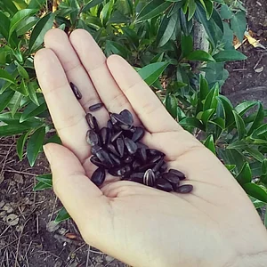 Sítio Céu e Terra 1