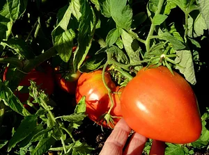 La Ferme de Sourrou