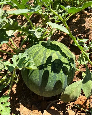 Akal Ferme en Permaculture