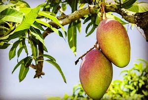 Akal Ferme en Permaculture