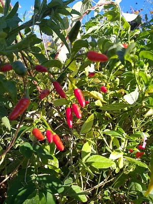 Horta Comunitária do Sudoeste