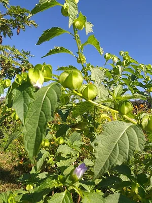 Horta Comunitária do Sudoeste