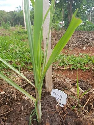 Horta Comunitária do Sudoeste