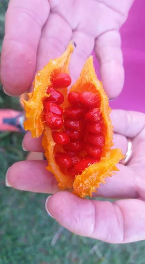 Horta Comunitária do Sudoeste