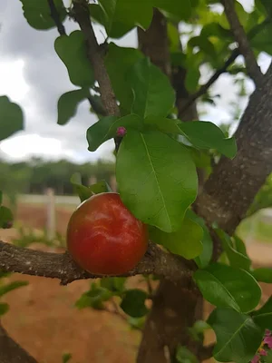Horta Comunitária do Sudoeste