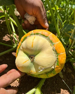 Akal Ferme en Permaculture