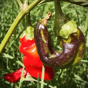 Akal Ferme en Permaculture