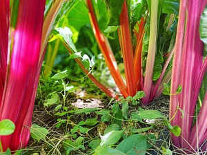 Akal Ferme en Permaculture