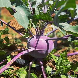 Akal Ferme en Permaculture