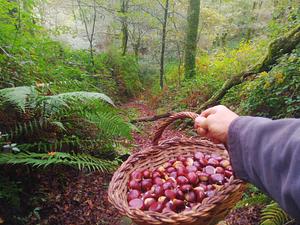 Aprovechamiento sostenible del bosque autóctono