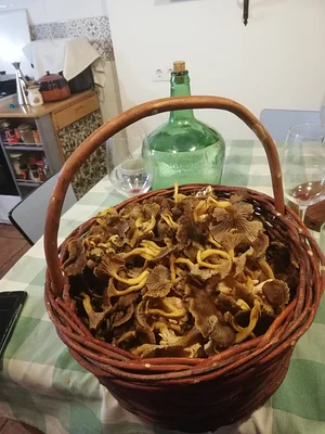 Permacultura do Pobre