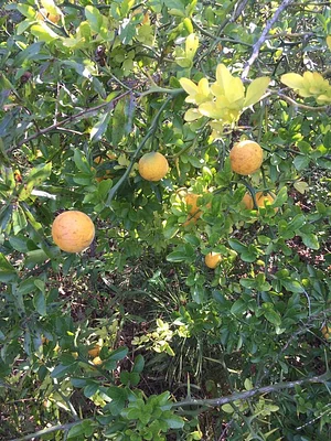 Jody's Farms