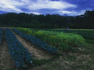 Jody's Farms