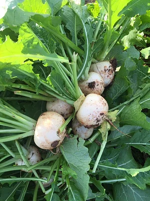 Jody's Farms