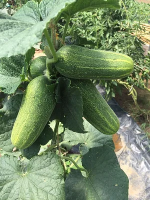Jody's Farms