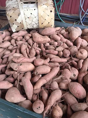 Jody's Farms