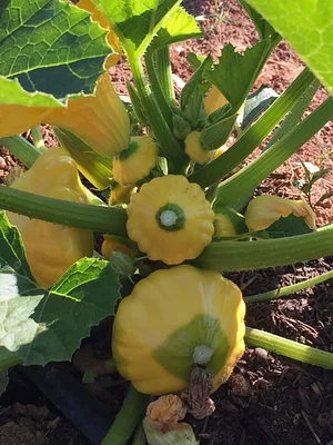 Jody's Farms