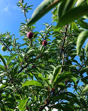 Jody's Farms