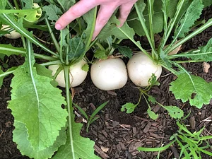 Jody's Farms