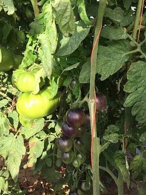 Jody's Farms