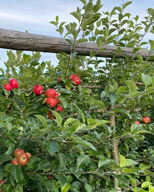 Ridgedale Farm