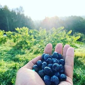Ridgedale Farm