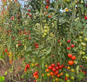 Ridgedale Farm