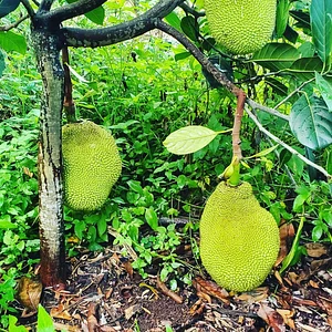 Kolea Farm