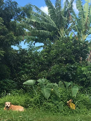 Kolea Farm