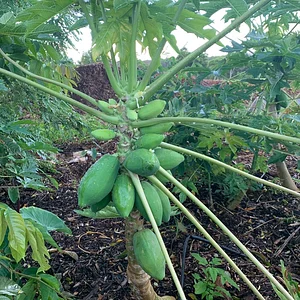 Kolea Farm