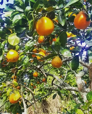 Kolea Farm